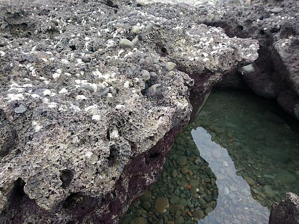 小さな牡蠣の住んでいる岩場がたくさん。誰かが既に掘った跡が無数にありました