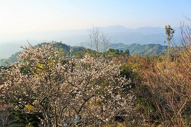 梅の花の名所である台南は「梅嶺」にやってきました～。春の足音を感じます。