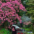 桜咲く春の阿里山を駆け抜ける機関車<br>画像提供：交通部観光局阿里山
国家風景区管理処