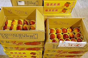 店内にはマンゴーの箱がいっぱい！