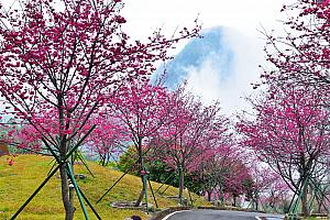 様々な品種の桜が咲き誇る春の阿里山
