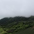 裏側にも茶畑がある自然豊かな場所です。