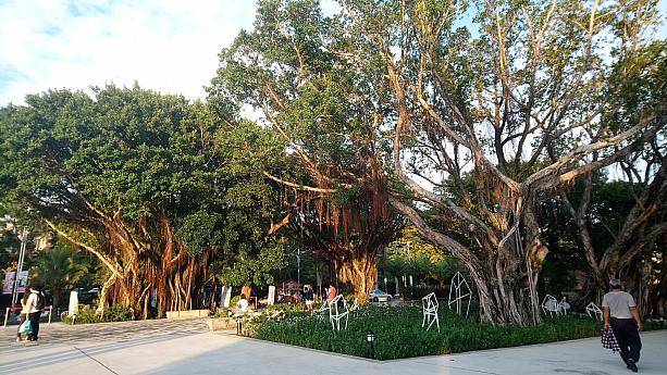この広場には樹齢がとても長そうな木がたくさんあり、趣があります