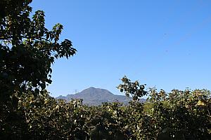 観音山を背に茂るマングローブ
