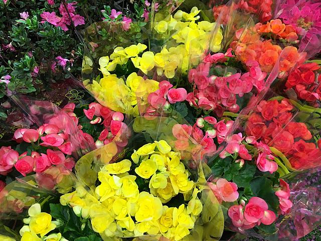 週末の花市 美しくカラフル花たちに癒されました 台北ナビ