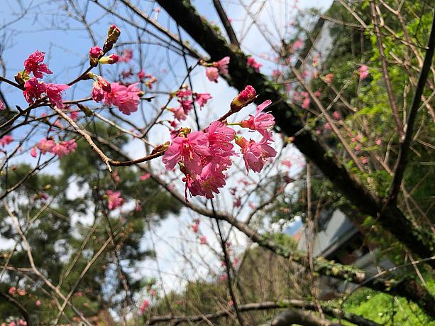台湾では山櫻花と呼ばれるヒカンザクラも咲いていましたよ。