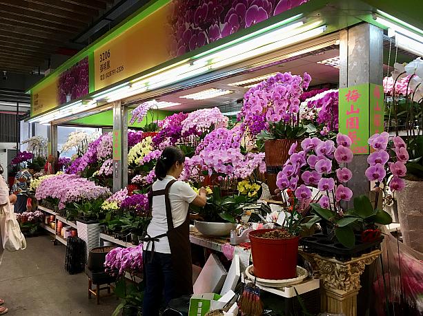 アクセス便利な建国花市もいいですが、内湖花市はより専門的なお花の市場。主に業者さんたちが出入りする場所です。とても立派な蝴蝶蘭が華やか〜