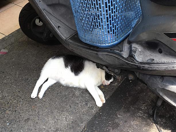 猫は早々とお腹がいっぱいになったのか、バイクの下でグゥグゥ寝ていました〜