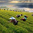 ワンダーランド「阿里山」に遊びに行こう！ 阿里山 台湾茶 台湾コーヒー 台湾原住民 自然 阿里山森林鉄道ロマン