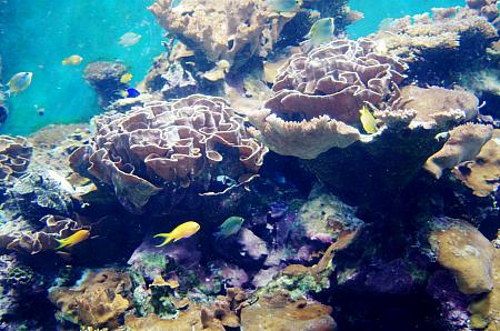 水槽内に異なる深さを造り出して、異なった層から珊瑚の分布状況が分かるように工夫しているんだそうです。