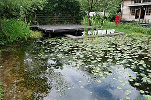 松園別館にはカブトムシが多く生息し、初夏には裏の池にホタルも現れるんだとか。豊富な生態系に触れ合えるのも魅力です。