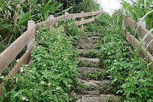 雑草が生い茂る階段をさらに登っていきます