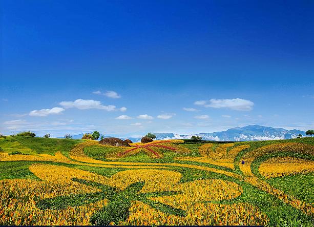 また、	赤科山では金針花のアート畑が登場