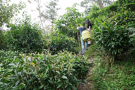 高雄の山間部で台湾在来種のお茶に出合ってきました～！ 在来種のお茶 野生茶 ブヌン族 桃源郷 烏龍茶紅茶