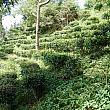 高雄の山間部で台湾在来種のお茶に出合ってきました～！ 在来種のお茶 野生茶ブヌン族