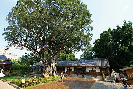 庭のガジュマルの樹も素晴らしい＠道禾六芸文化館