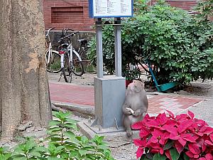 西子湾ではお猿さんもクリスマス気分！？