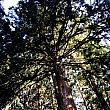 日本人が植えた杉なのだそう。かなりの年月が経っていて下から見上げて、わぁ〜と言いたくなるほど凛々しく聳え立っていました