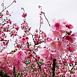 こちらは濃いピンク色。台湾らしい桜の色ですね。