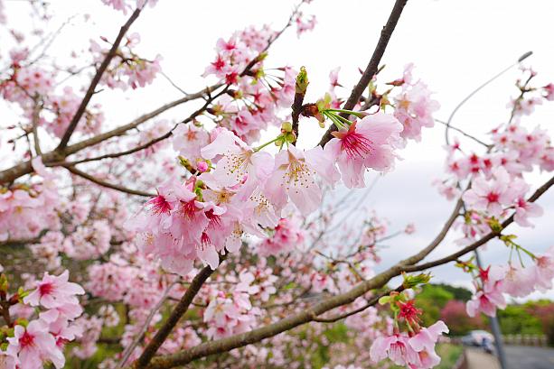 故事館のボランティアさんの話だと、こちらの桜は日本から持ち込まれたものをヒカンザクラ(山桜花)に接木していて、毎年花の色が変わるんだとか。