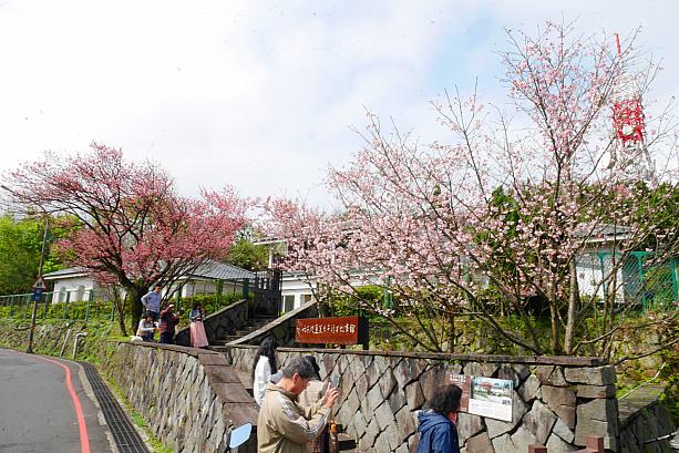 台北はすっかり春。桜の季節を迎えています。<br>竹子湖蓬莱米原種田故事館前ではほぼ満開になっていました。