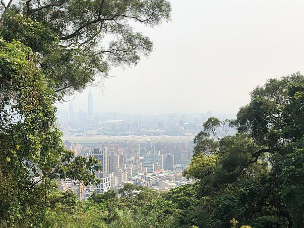 生い茂る木の間から台北101が見えると嬉しくなりますね。