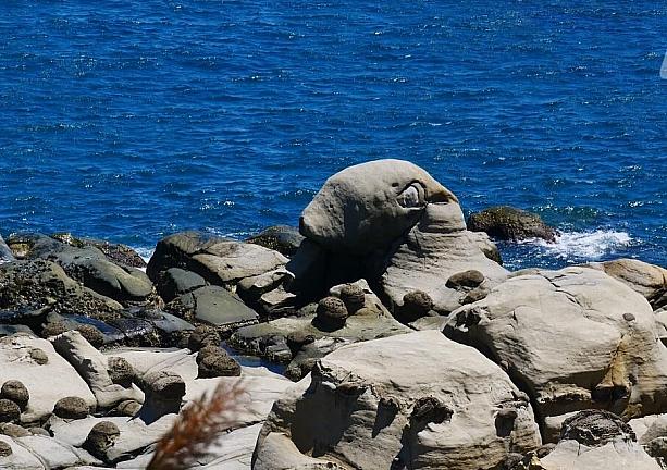 和平島は野柳地質公園に負けず劣らず奇岩の宝庫。<br>これは何に見えますか？正解は……「トド岩」だそう！