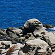 和平島は野柳地質公園に負けず劣らず奇岩の宝庫。<br>これは何に見えますか？正解は……「トド岩」だそう！