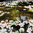 花びらが水面に浮かんで流れていく様子はとっても涼しげ。アブラギリに「五月雪」という別名があるのにも納得です。