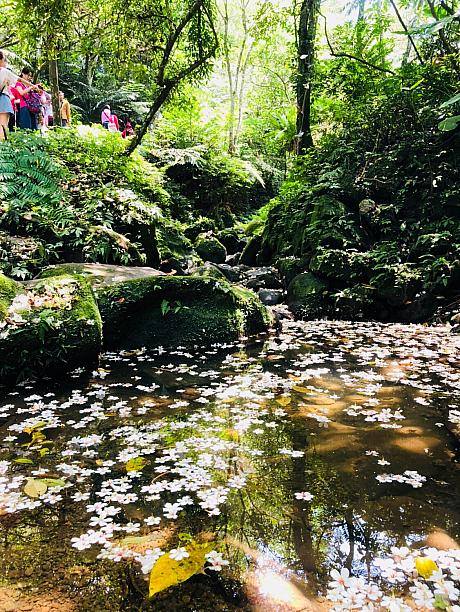 公園内の清渓歩道は小川に沿った長さ600mの遊歩道で、水のせせらぎと鳥の鳴き声を聞きながら散策できます。