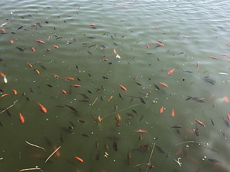 歩道の終点近くにはため池がありました。たくさんの魚が泳いでいて、子供が餌やりを楽しんでいましたよ。