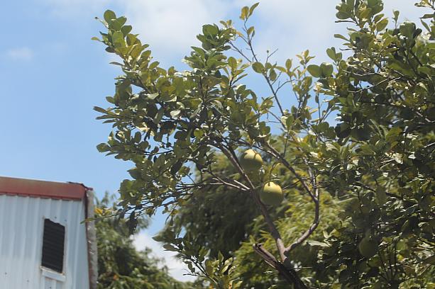 車から必死に撮影してみたこの子は「柚子(文旦)」！中秋節になると送りあるあのフルーツです。思った以上に木の背が高くてびっくり！