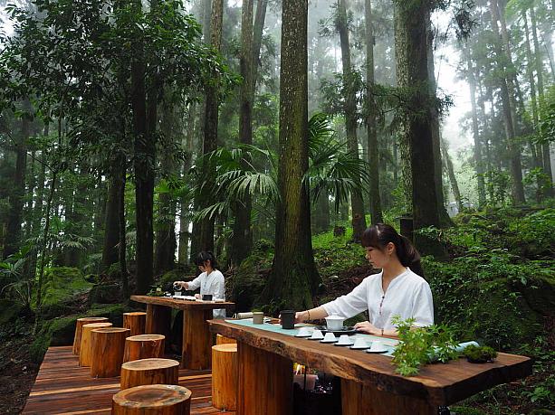 大自然の中で台湾茶を愛でるなんてステキ♡阿里山四季茶の会