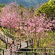 阿里山の春はピンク色に染まる……うっとり♡