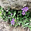 多くはないですが、鮮やかな花も何箇所かに咲いていました〜