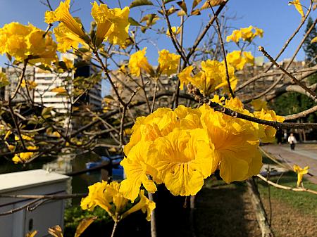ハイビスカスのように太陽に向かって咲いていた「黄金風鈴木(コガネノウゼン)」