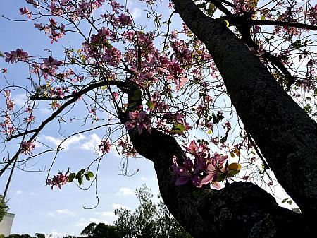 洋紫荊(バウヒニア)、別名を香港蘭とも呼ばれているように、香港が原産の花でした。鮮やかなピンクにうっとりです