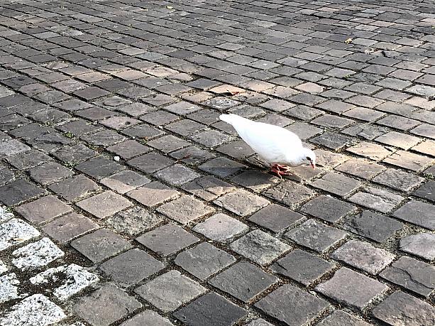 何羽かいる中に、真っ白な鳩を見たので、ラッキーな1日が送れるのではないかと思えました(笑)