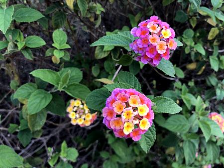 黄色とピンクのコントラストが愛らしい花「馬纓丹(ランタナ)」