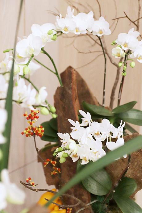 「阿婆蘭 Aphrodite アポーラン」とは、台湾原生の白い胡蝶蘭のことです。「Phalaenopsis Aphrodite (ファレノプシス アプロディーテ)」とは、ローマ神話でいうところの「ビーナス」のギリシャ神話での呼び方。その音がおばあちゃんという台湾語の「阿婆」に似ていることから、台湾では「阿婆蘭(アポーラン)」と呼ばれ親しまれています。