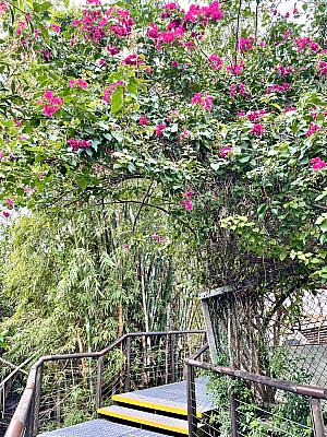 看板にもあったマングローブの花の細長―い蕾が珍しい＋可愛らしい。ブーゲンビリアの花も咲いていて華やさをプラスさせます
