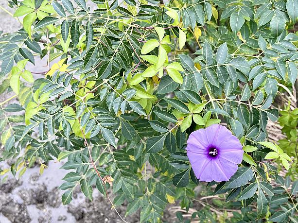 紫の牽牛花（朝顔）とても綺麗