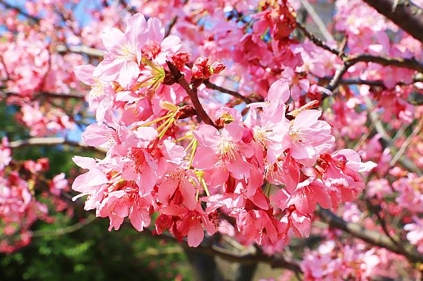 陽明山では桜だと「山櫻花」「八重櫻」「昭和櫻」「吉野櫻」などが植えられているので、2か月近く桜見が楽しめます。ナビが訪れた日もまだ蕾という木も多かったので、まだまだ桜見を楽しめそうですよ！