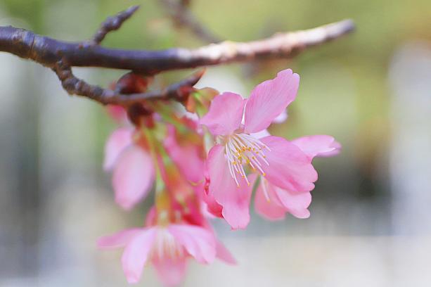 桜とカラーを両方楽しめて、大満足！陽明山へ行くから、今ですよ～♡
