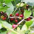 終戦の影響でコーヒー豆生産は終わりを告げました。その時代、コーヒーは必需品ではなく、ぜいたく品(奢侈品)であったため、経済的価値がないと考えられたコーヒー豆の樹はすべて切り倒され、サツマイモや香茅(レモングラスなどのハーブ)などに植え替えられました。