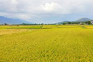 池上米の産地として知られる米どころ、台東・池上。それだけではなく、原住民の里としても知られています。
