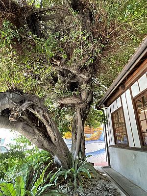 1931年(昭和6年)に建てられた派出所の宿舎は、何年か前に再建されることが決定し、やっと修復完成しました。入口横にある根の張った大きな木が歴史を物語ります