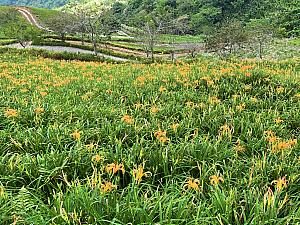 車を走らせ、まずは海抜1,150mの「忘憂谷」へ。ナビが訪れた8月上旬は、金針花が咲きはじめた頃なので、お花の絨毯ではなく、まばらです（笑）橙色の花粉は服などに付いたらなかなか取れないらしいので、写真を撮るのに夢中になって近づきすぎないように注意！
