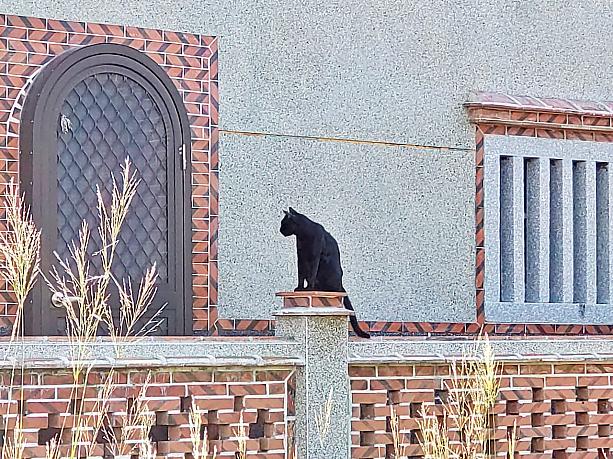 あっ、塀の上にネコのオブジェ……な訳ないか(汗)。こちらは本物のニャンコ。