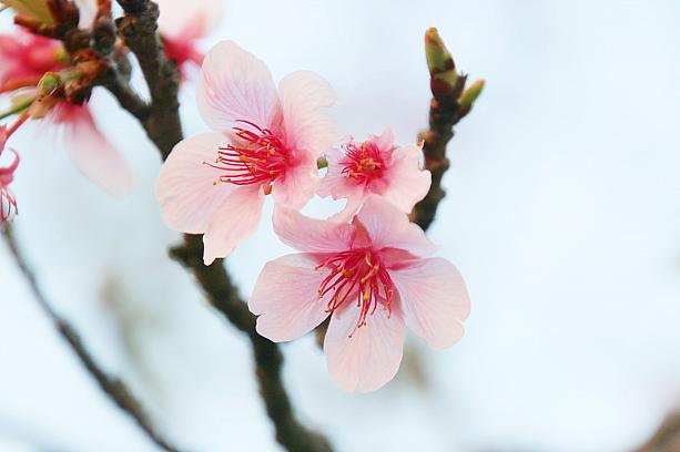 もう一つは、2010・2011年度に日本のロータリークラブと合同で植樹された河津桜。この時は枯れている花もあり、葉桜も目立つ感じでしたが、もう少し早ければちょっとしたお花見もできたかな⁈